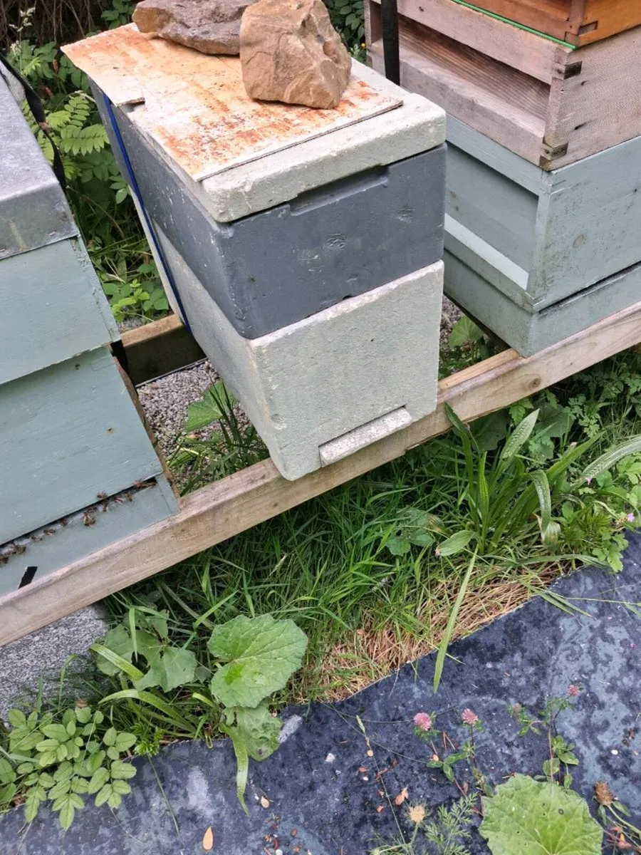 Nuc of amm bees - Image 2