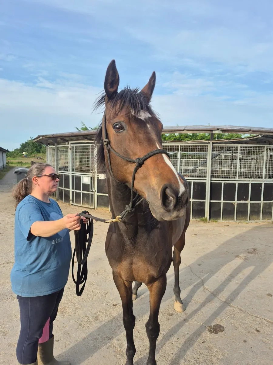 Pretty TB mare - Image 1