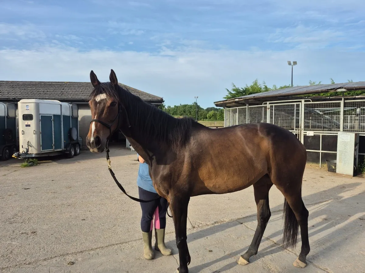 Pretty TB mare - Image 2