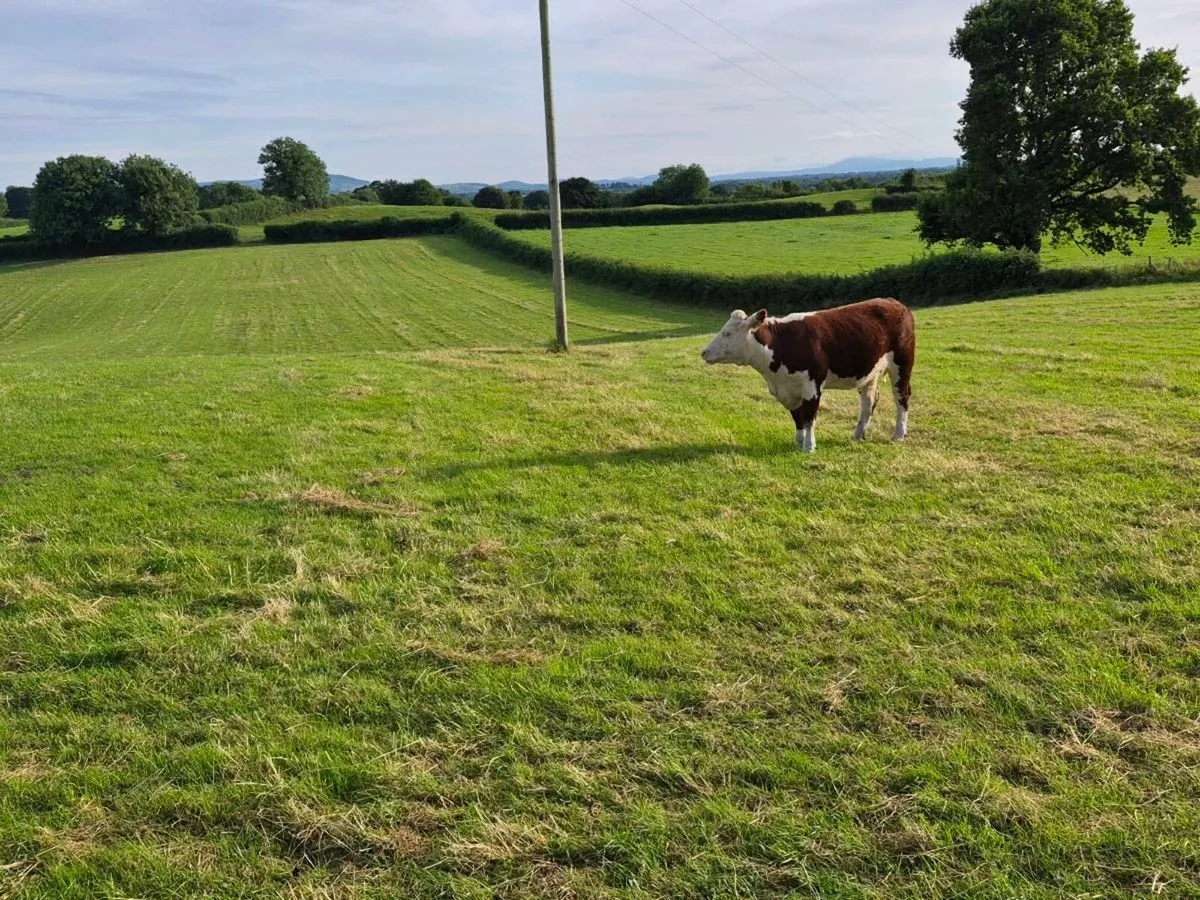 Pedigree registered Hereford heifers - Image 2