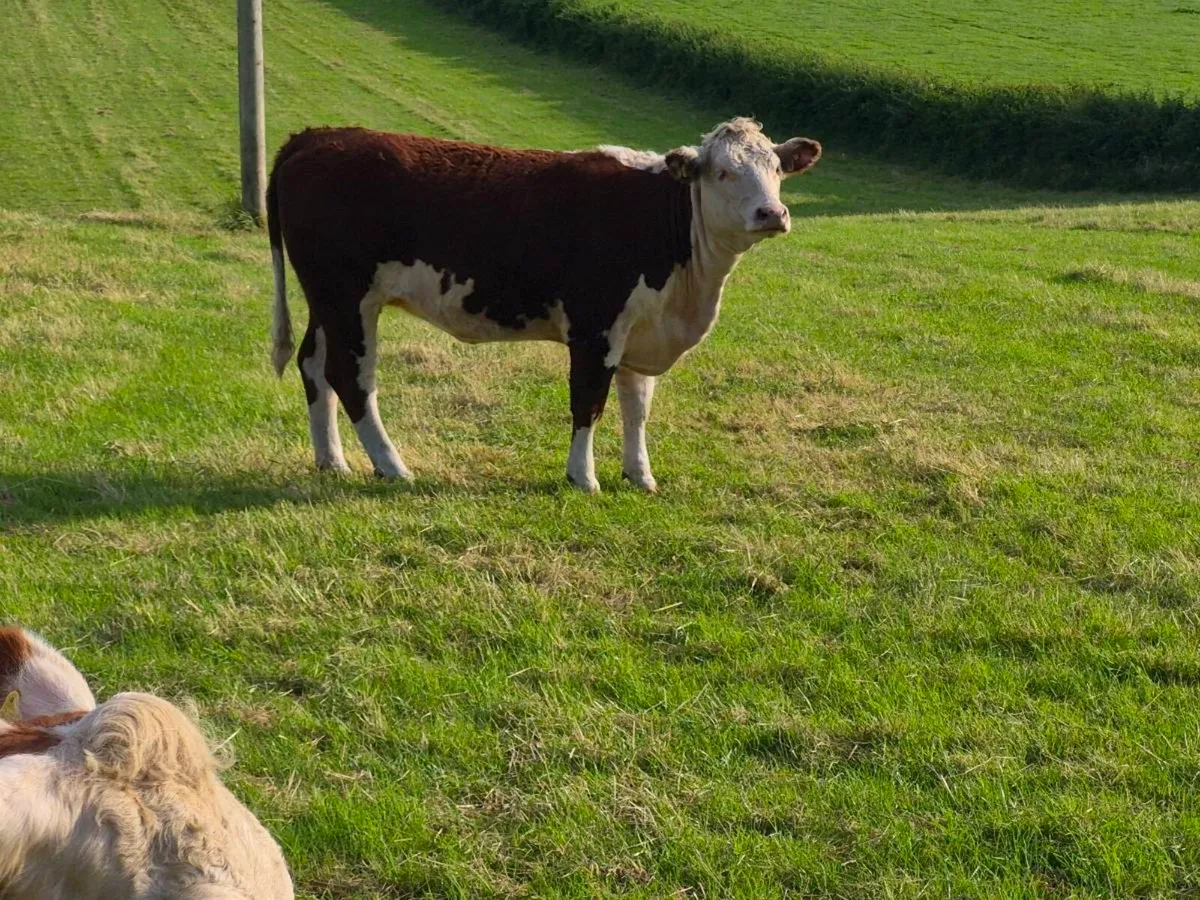 Pedigree registered Hereford heifers - Image 3