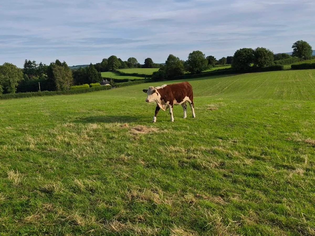 Pedigree registered Hereford heifers - Image 4