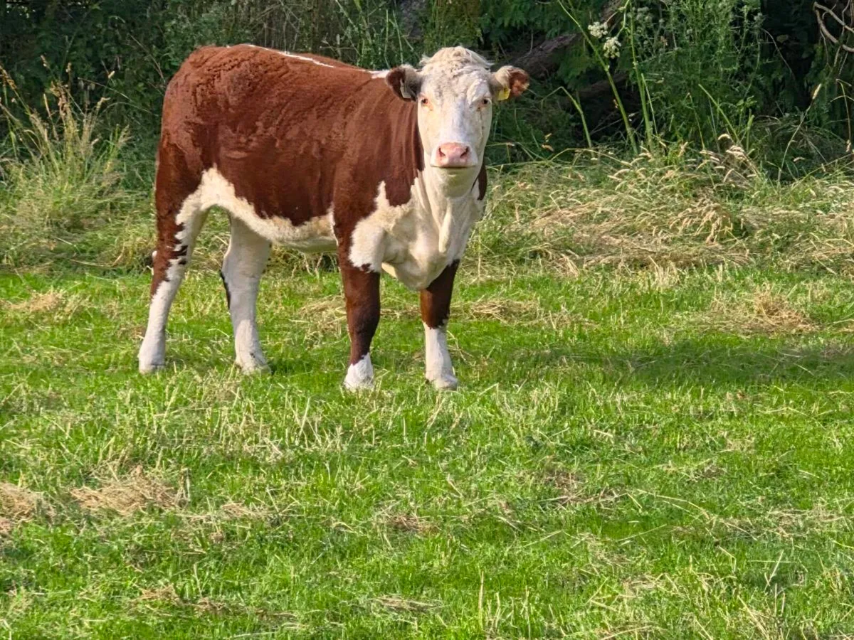 Pedigree registered Hereford heifers - Image 1