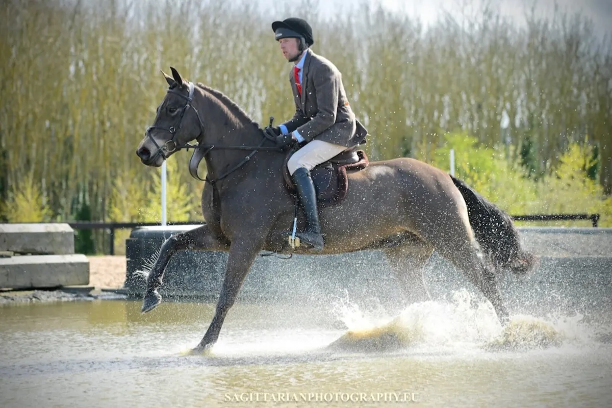 5yo 15.2hh Connemara gelding EVENTER/WH - Image 1