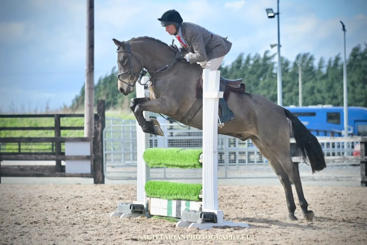 5yo 15.2hh Connemara gelding EVENTER/WH - Image 2