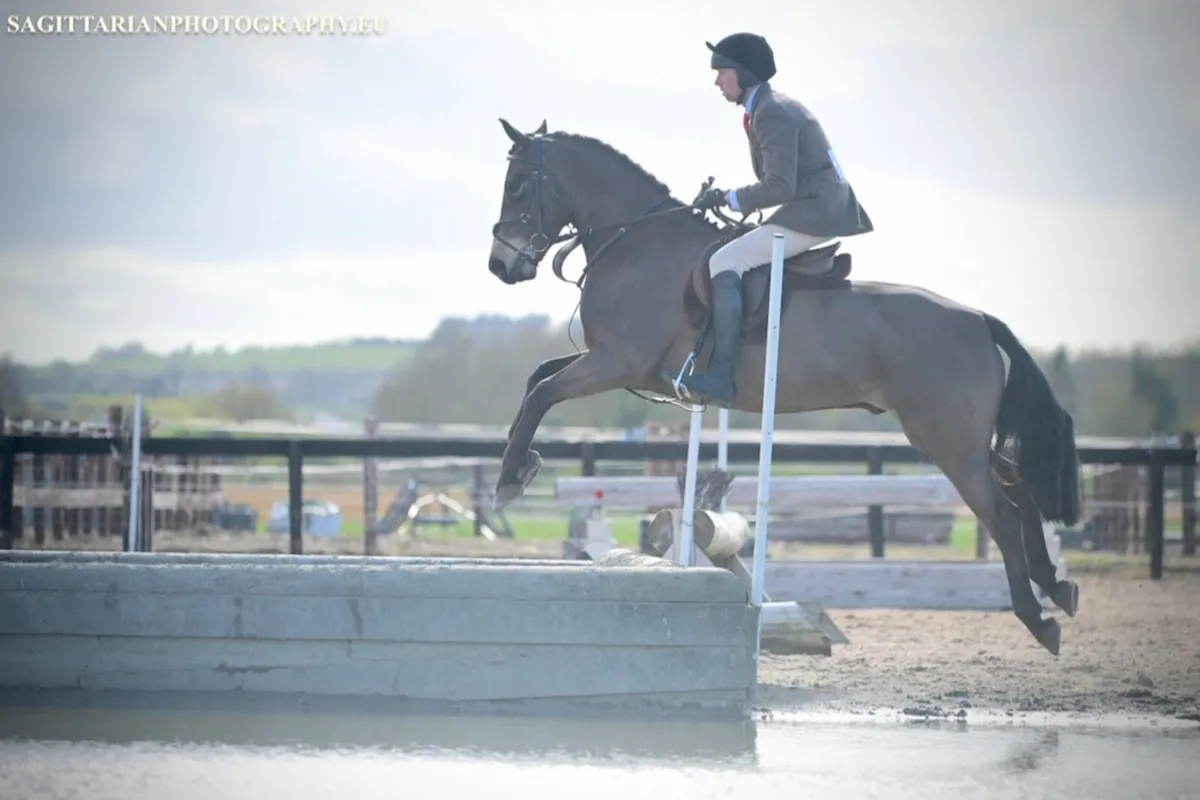 5yo 15.2hh Connemara gelding EVENTER/WH - Image 3
