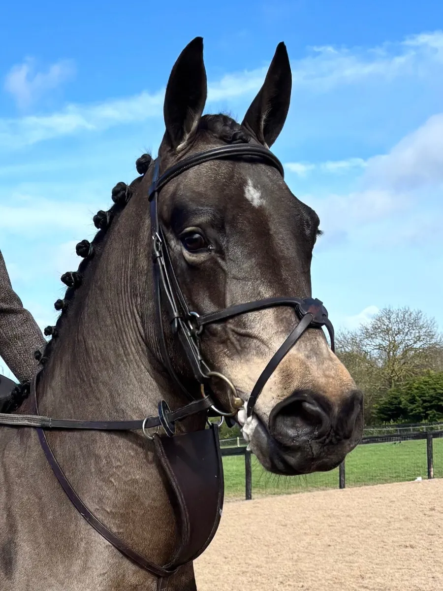5yo 15.2hh Connemara gelding EVENTER/WH - Image 4