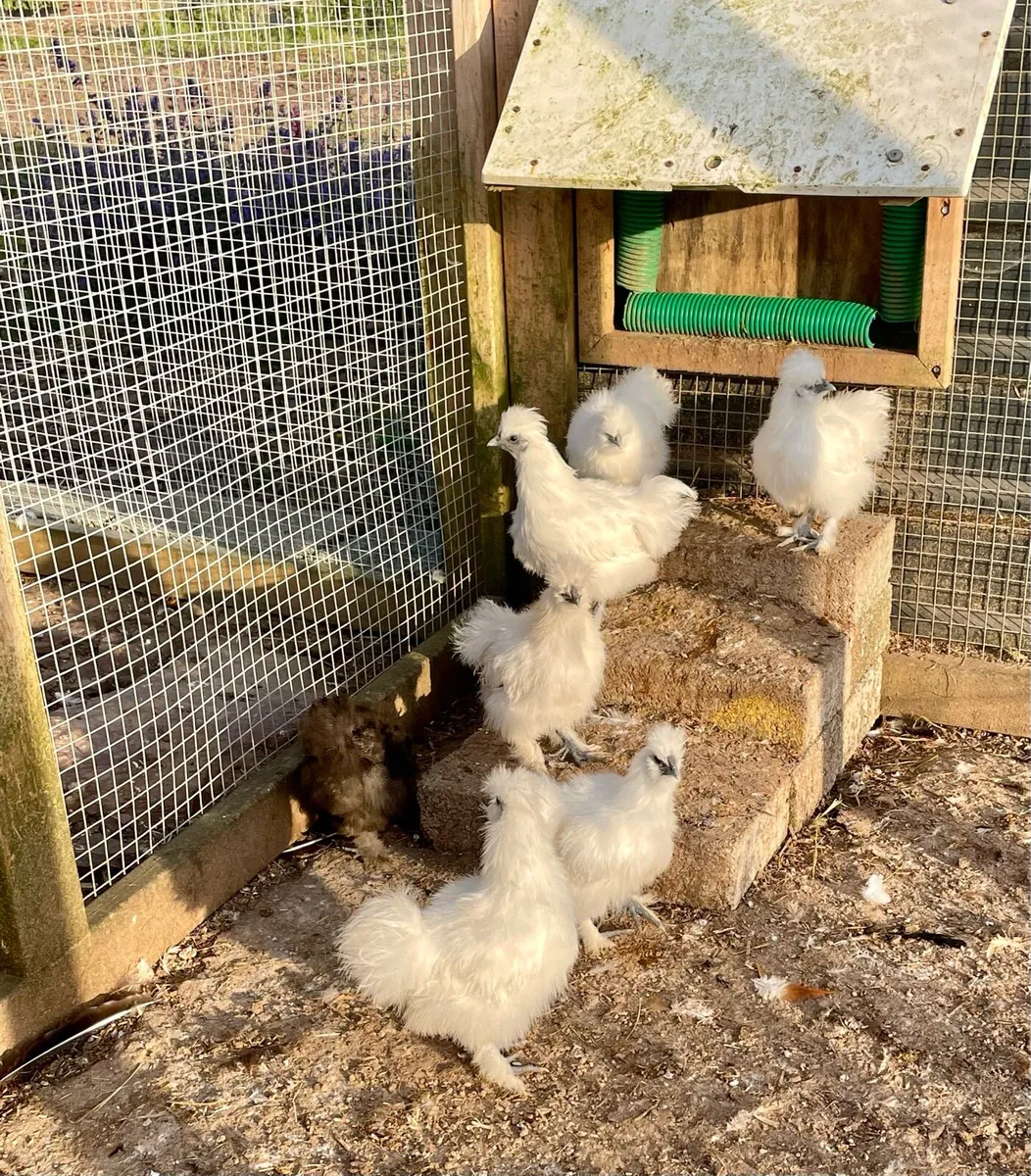 Poultry - Image 1