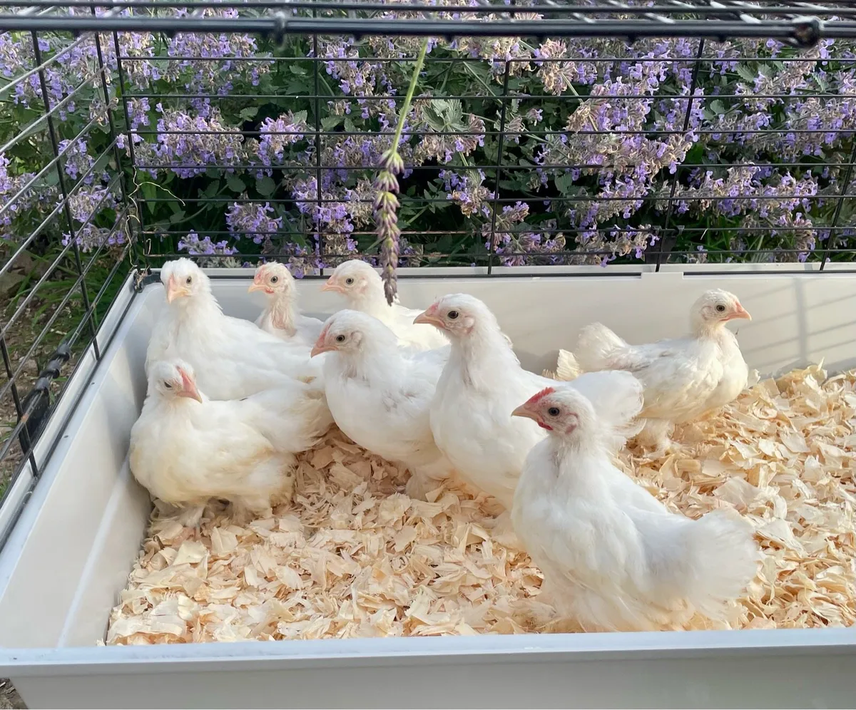 Poultry - Image 2