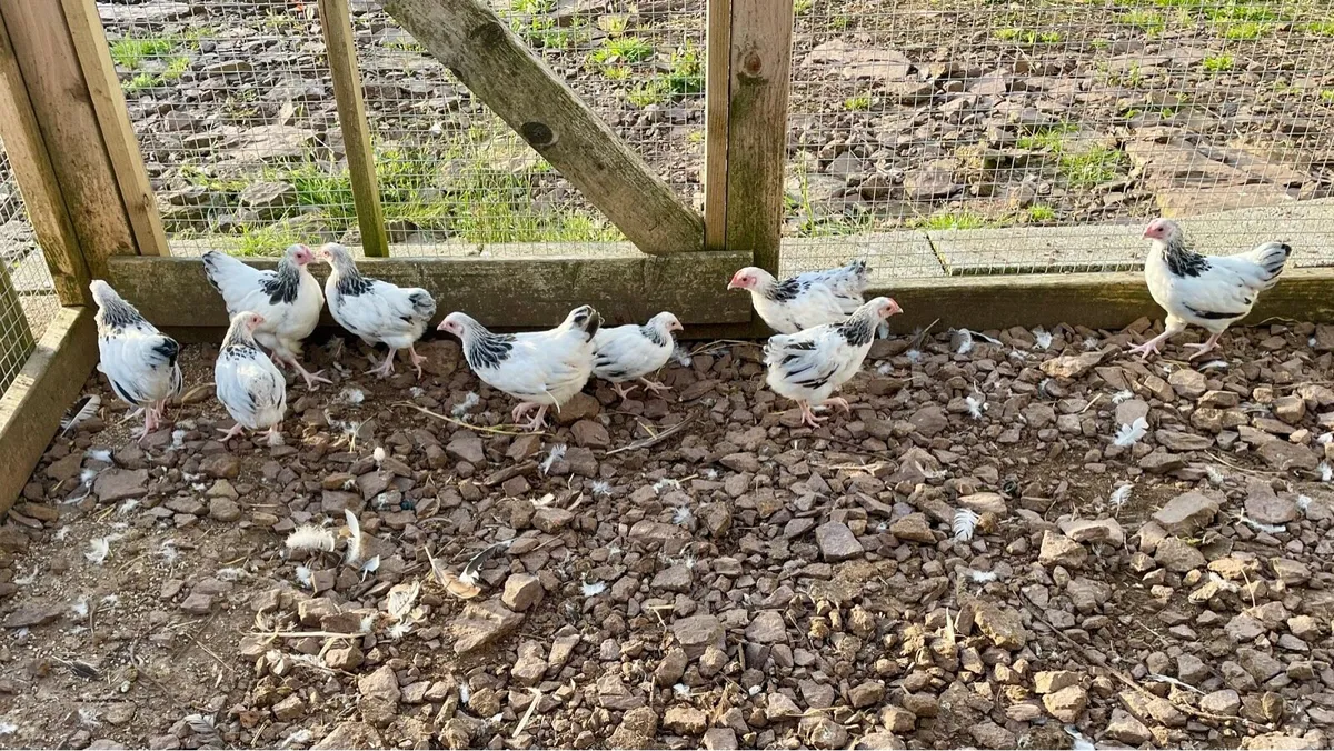 Poultry - Image 3