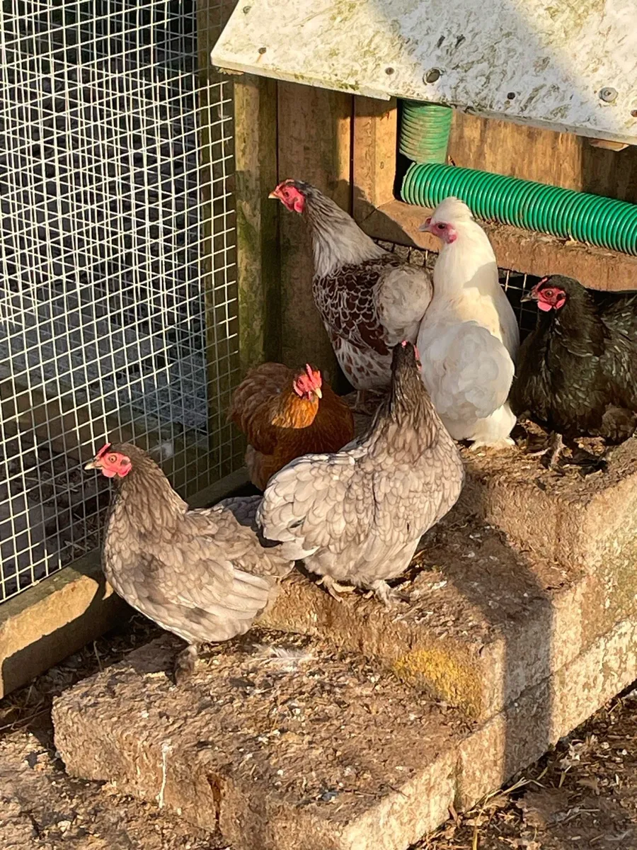 Poultry - Image 4