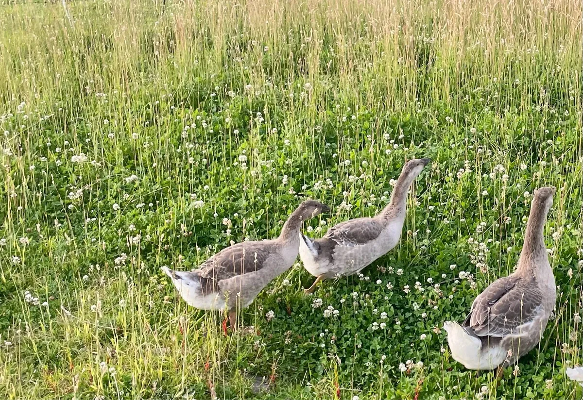 Goslings - Image 1
