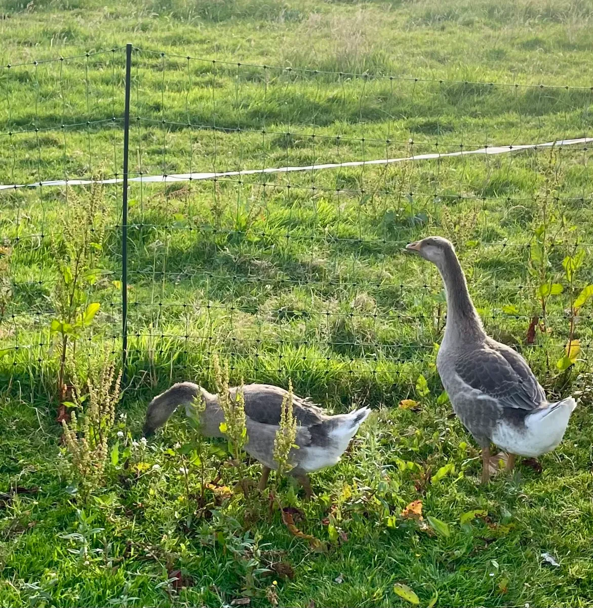 Goslings - Image 2