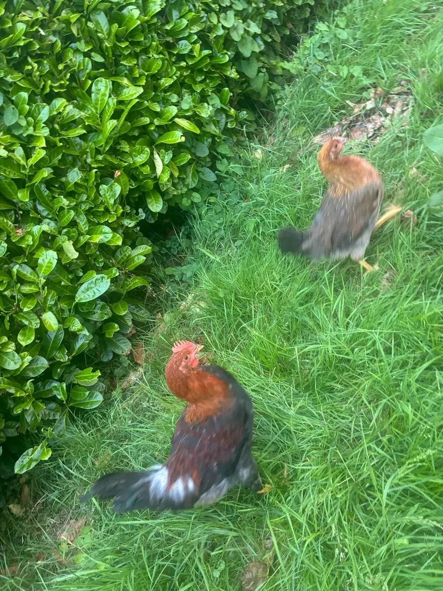Purebred Pairs and roosters for sale - Image 2