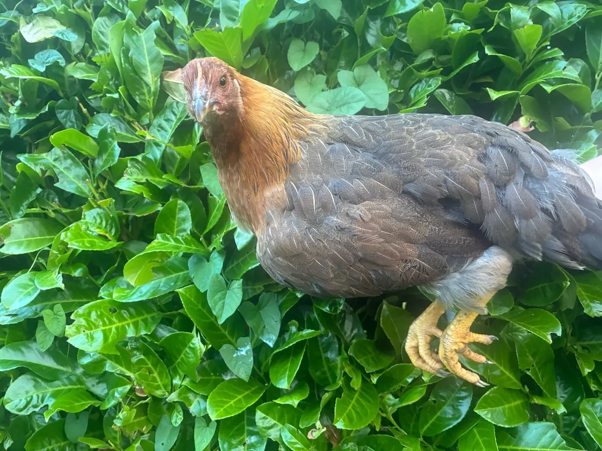 Purebred Pairs and roosters for sale - Image 3