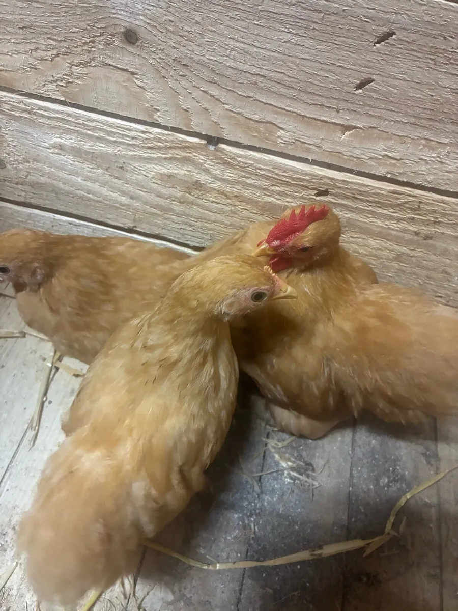 Purebred Pairs and roosters for sale - Image 4