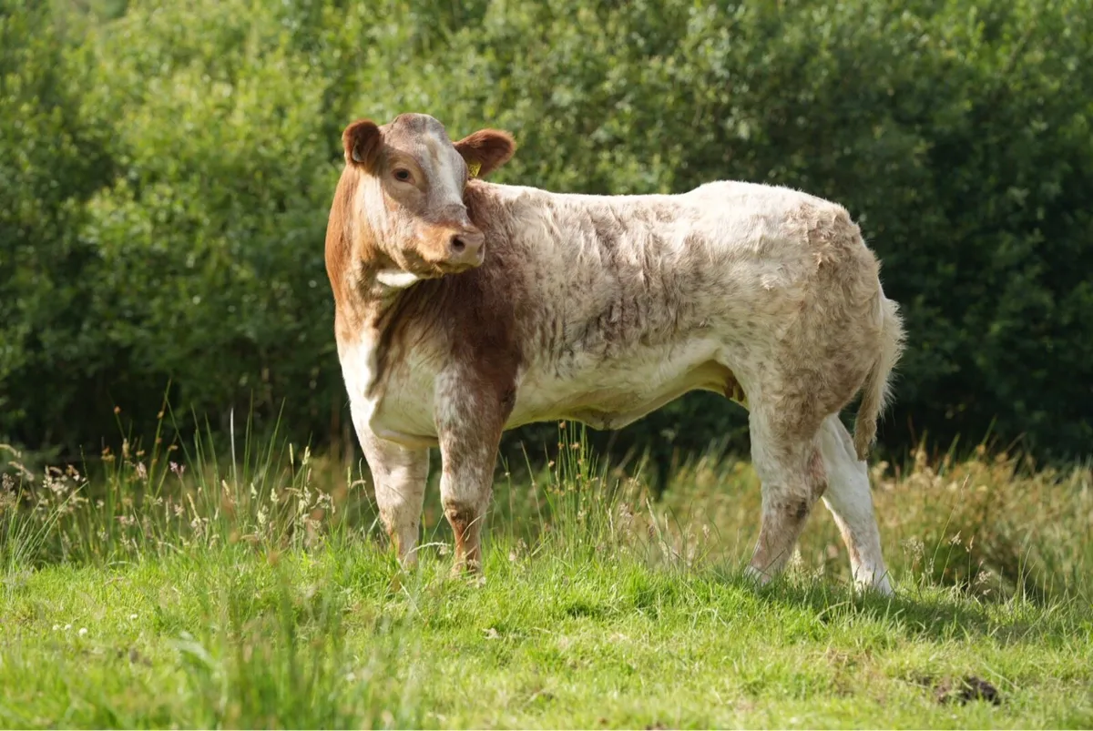 Heifers for Gortatlea Mart - Image 1