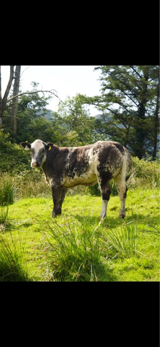 Heifers for Gortatlea Mart - Image 2