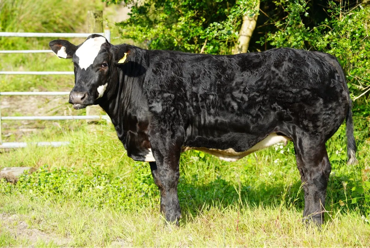 Heifers for Gortatlea Mart - Image 3