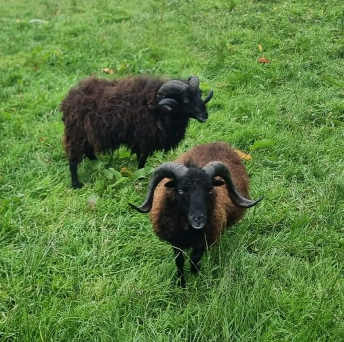 Ouessant sheep breeding Pairs - Image 2