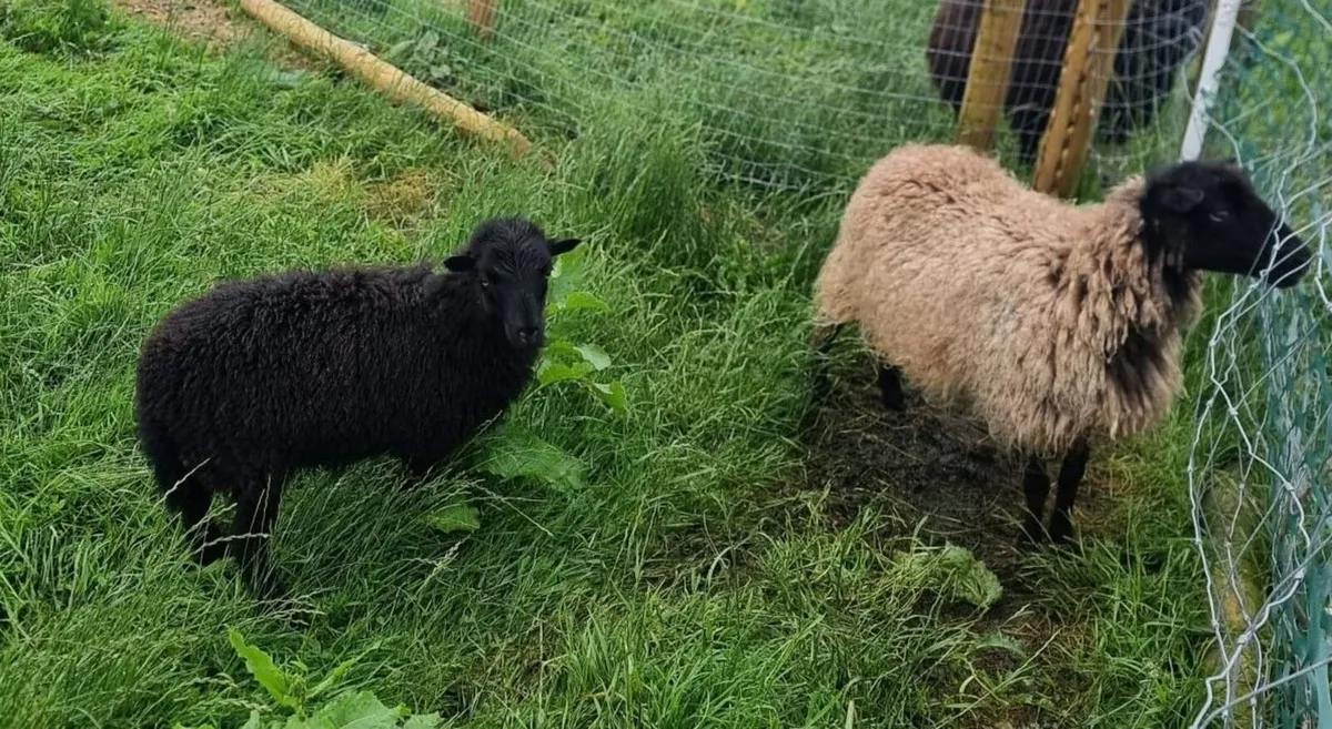 Ouessant sheep breeding Pairs - Image 1