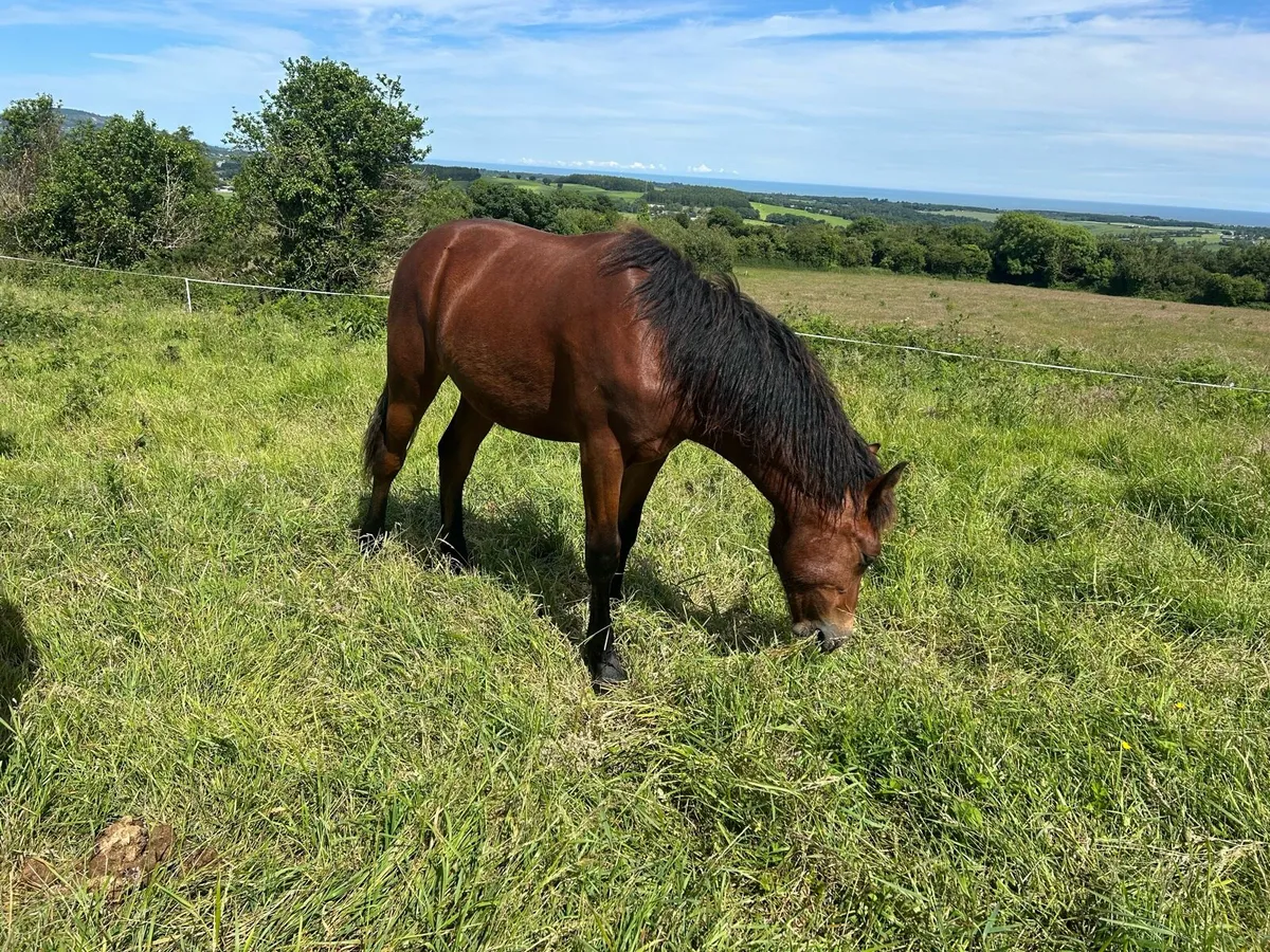 Connemara yearling gelding - Image 2