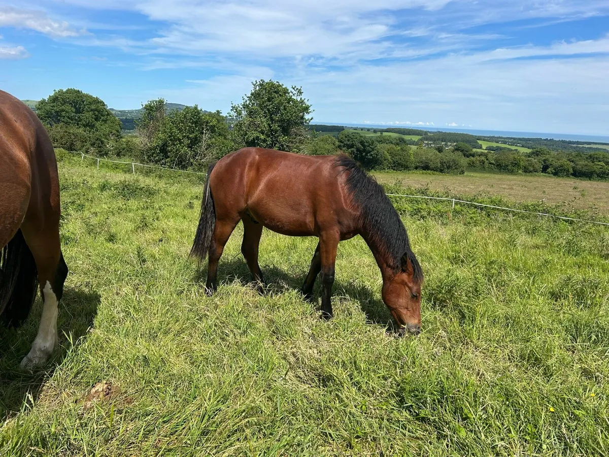 Connemara yearling gelding - Image 3