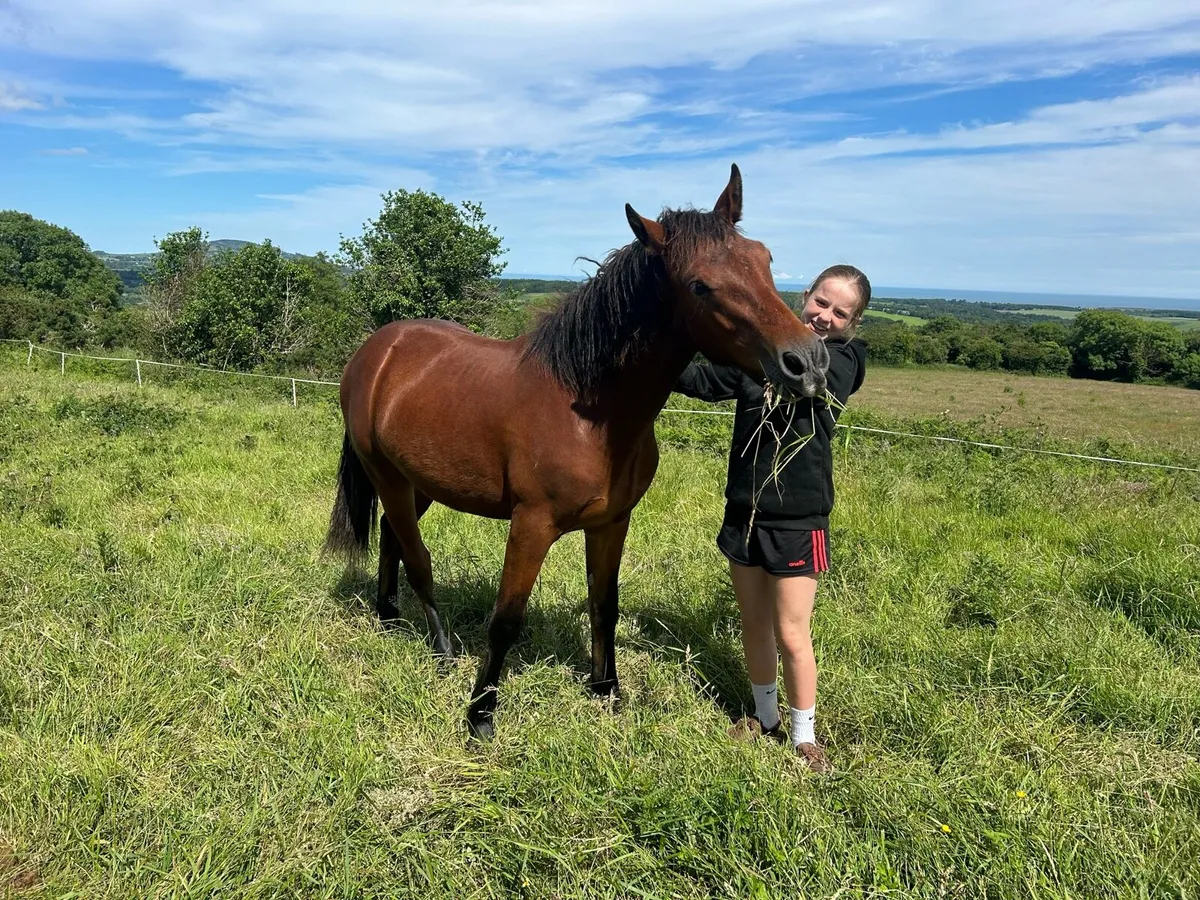 Connemara yearling gelding - Image 4