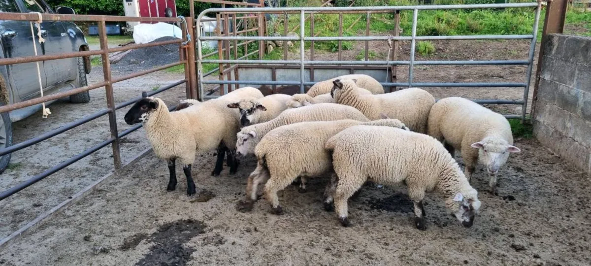 Dorset x ewe lambs - Image 1