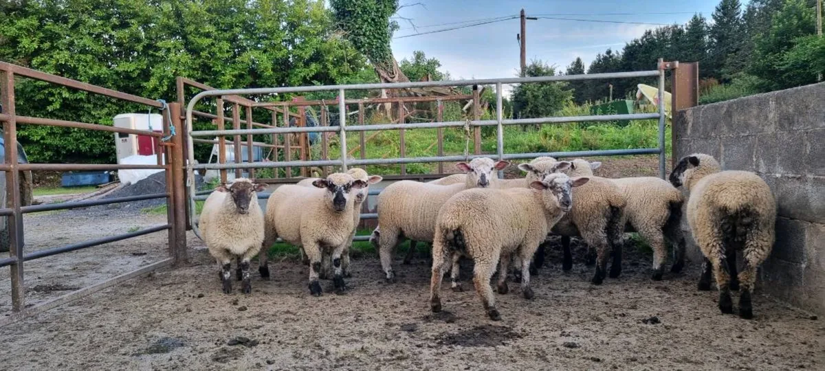Dorset x ewe lambs - Image 2