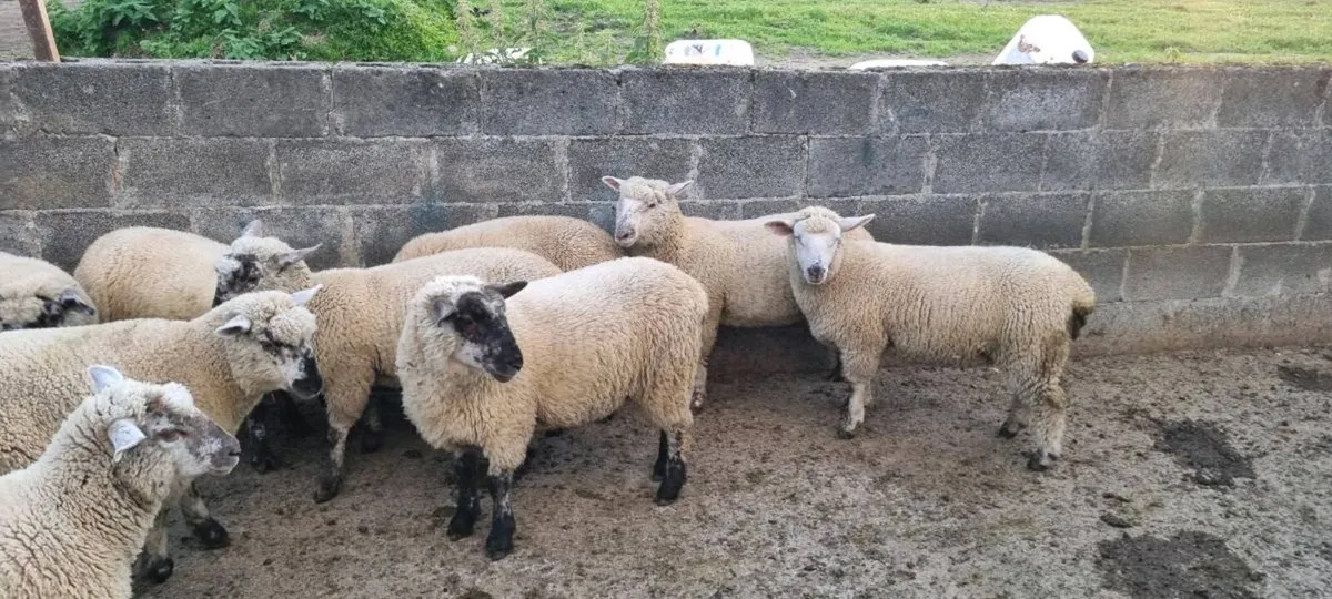 Dorset x ewe lambs - Image 3