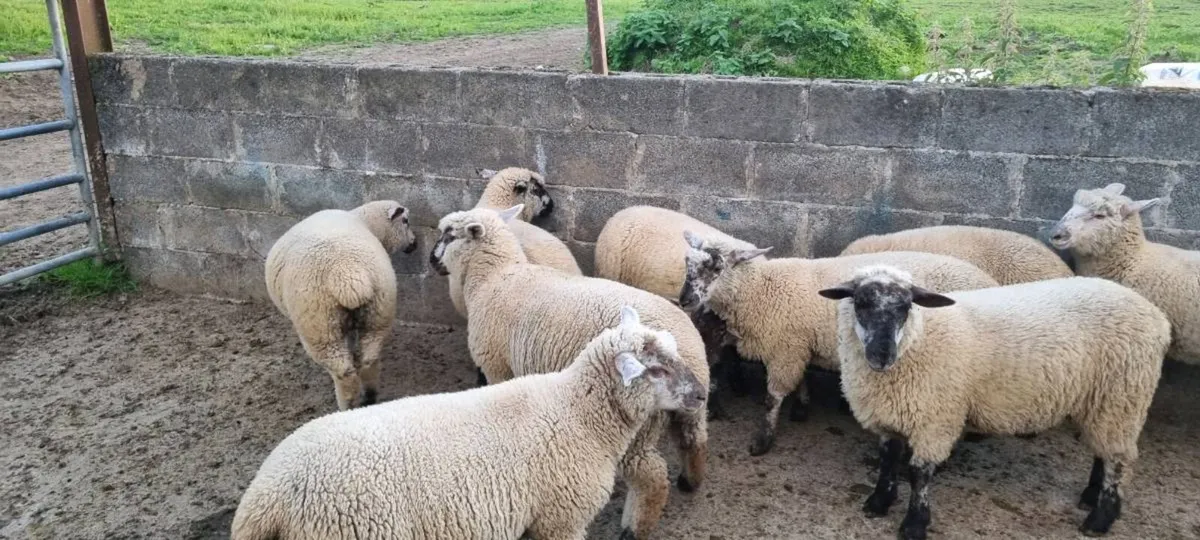 Dorset x ewe lambs - Image 4