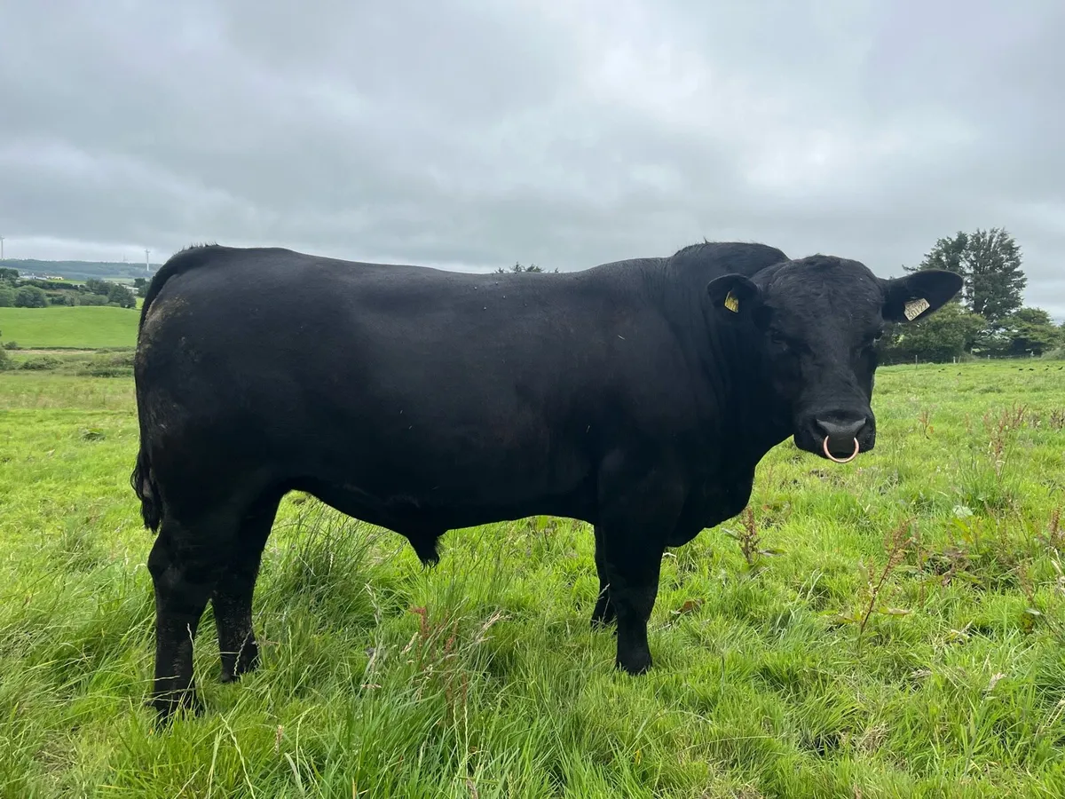 Pedigree Angus Bull - Image 1
