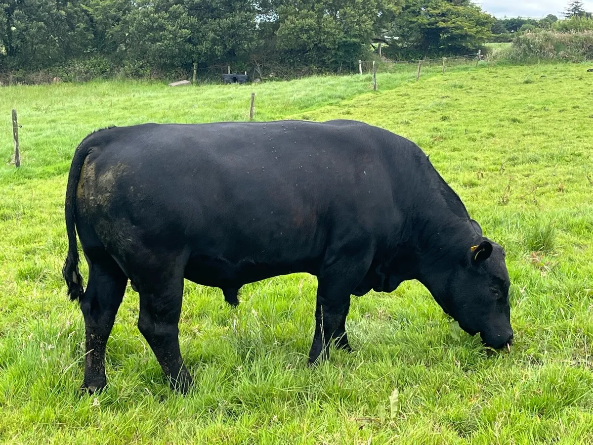 Pedigree Angus Bull - Image 4