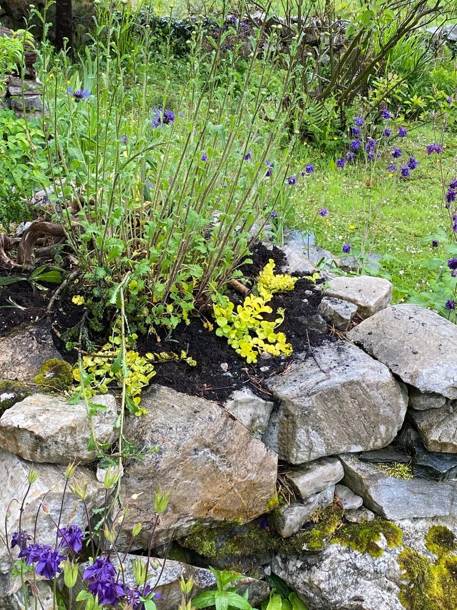 Gardener available - Image 3