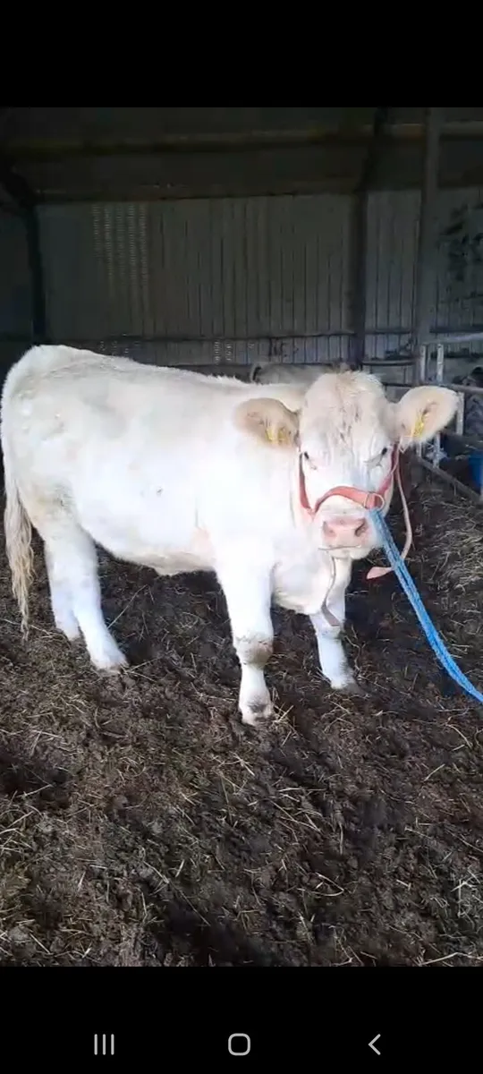 Pedigree Charolais Cow - Image 1