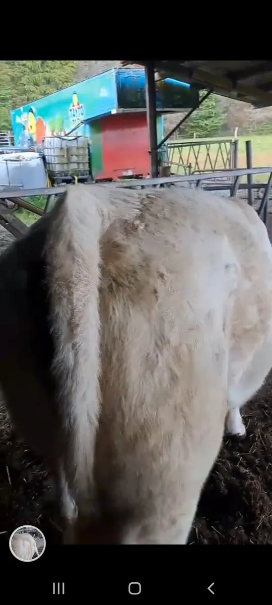 Pedigree Charolais Cow - Image 2