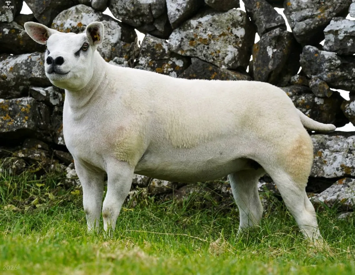 Irish Summer Stars Texel Female Online Sale - Image 2