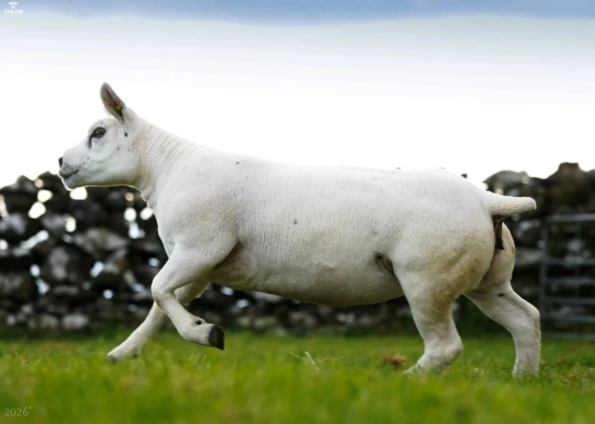 Irish Summer Stars Texel Female Online Sale - Image 3