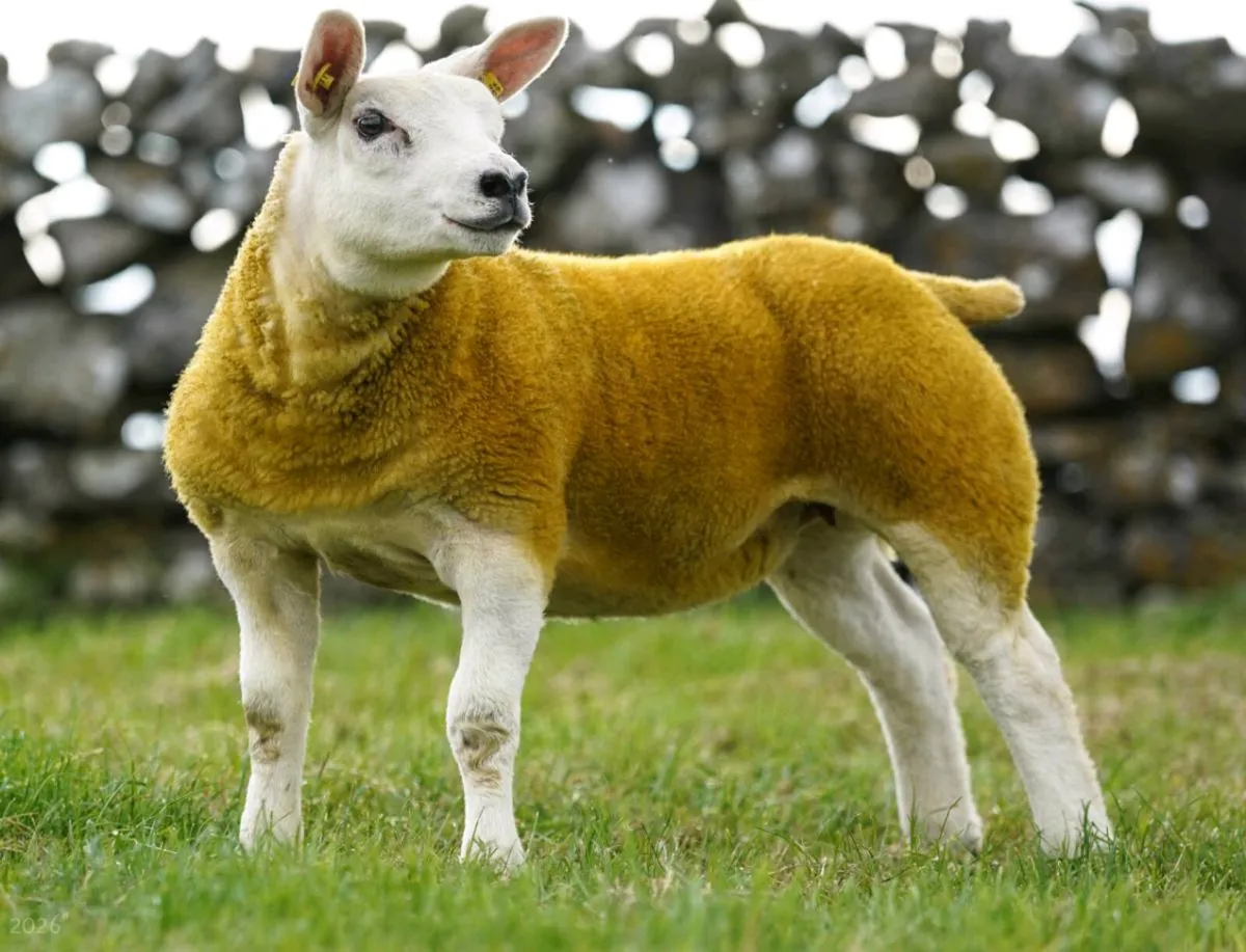 Irish Summer Stars Texel Female Online Sale - Image 4