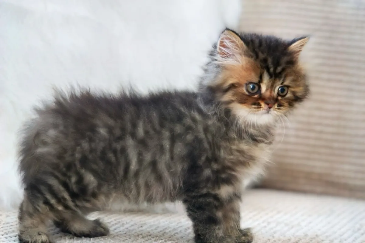 GCCFI British Shorthair - Image 4
