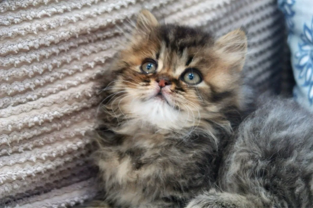 GCCFI British Shorthair - Image 2