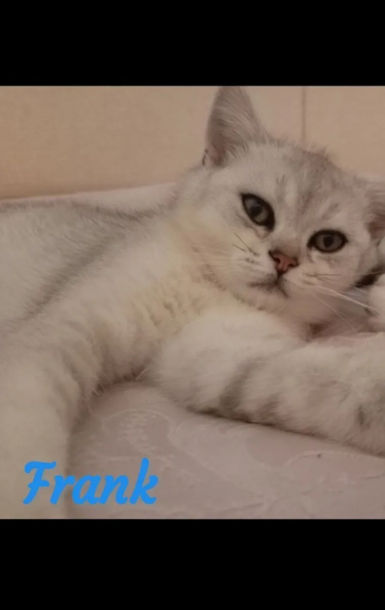 British shorthair kittens silver /  lilac silver - Image 4