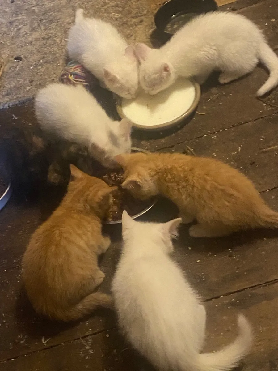Kittens