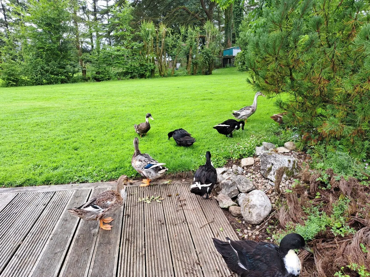 Ducks - Image 1