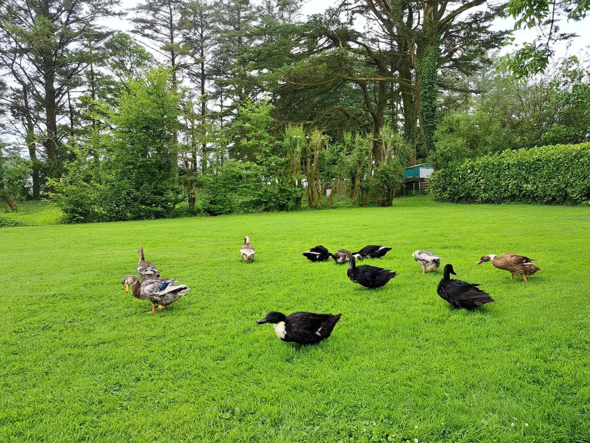 Ducks - Image 3