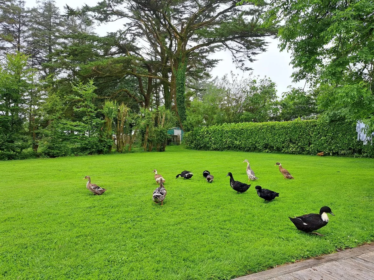 Ducks - Image 4