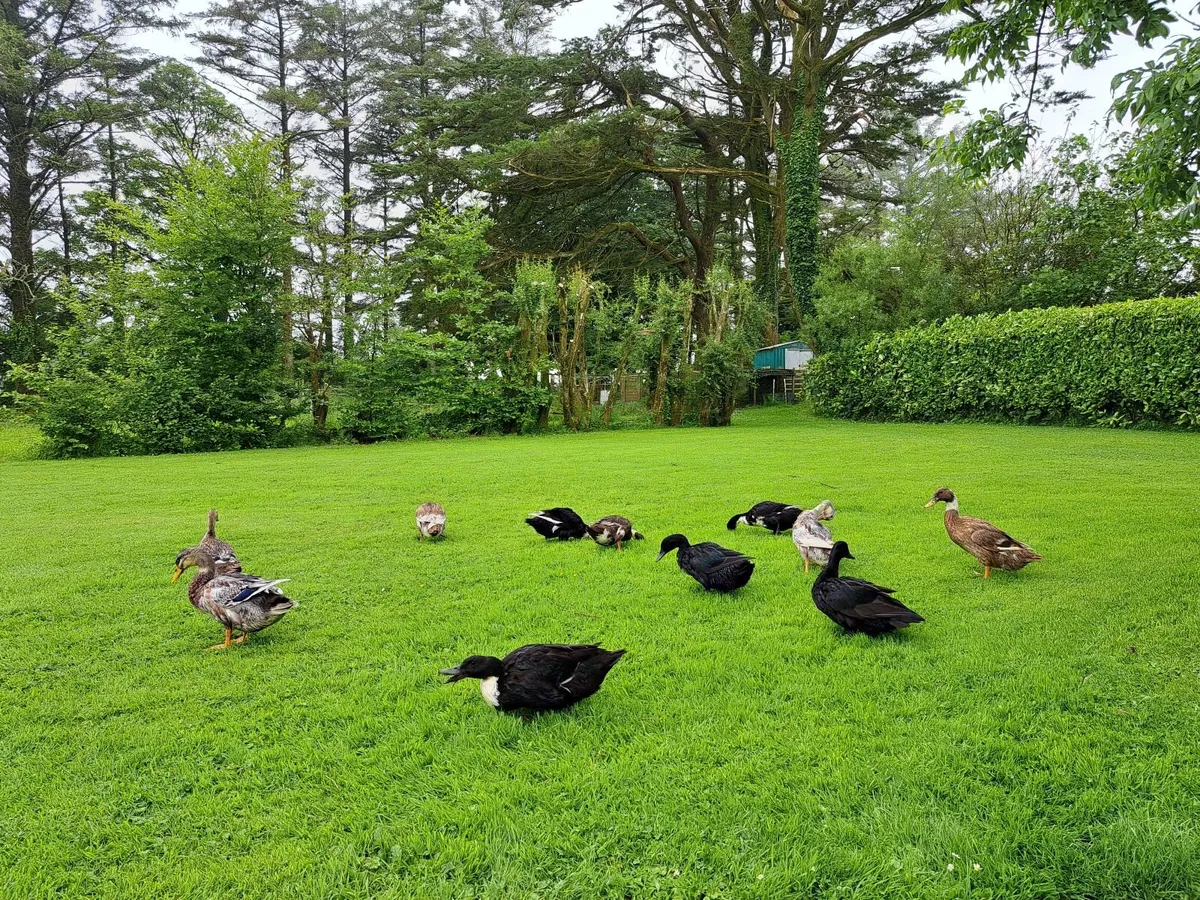 Ducks - Image 2