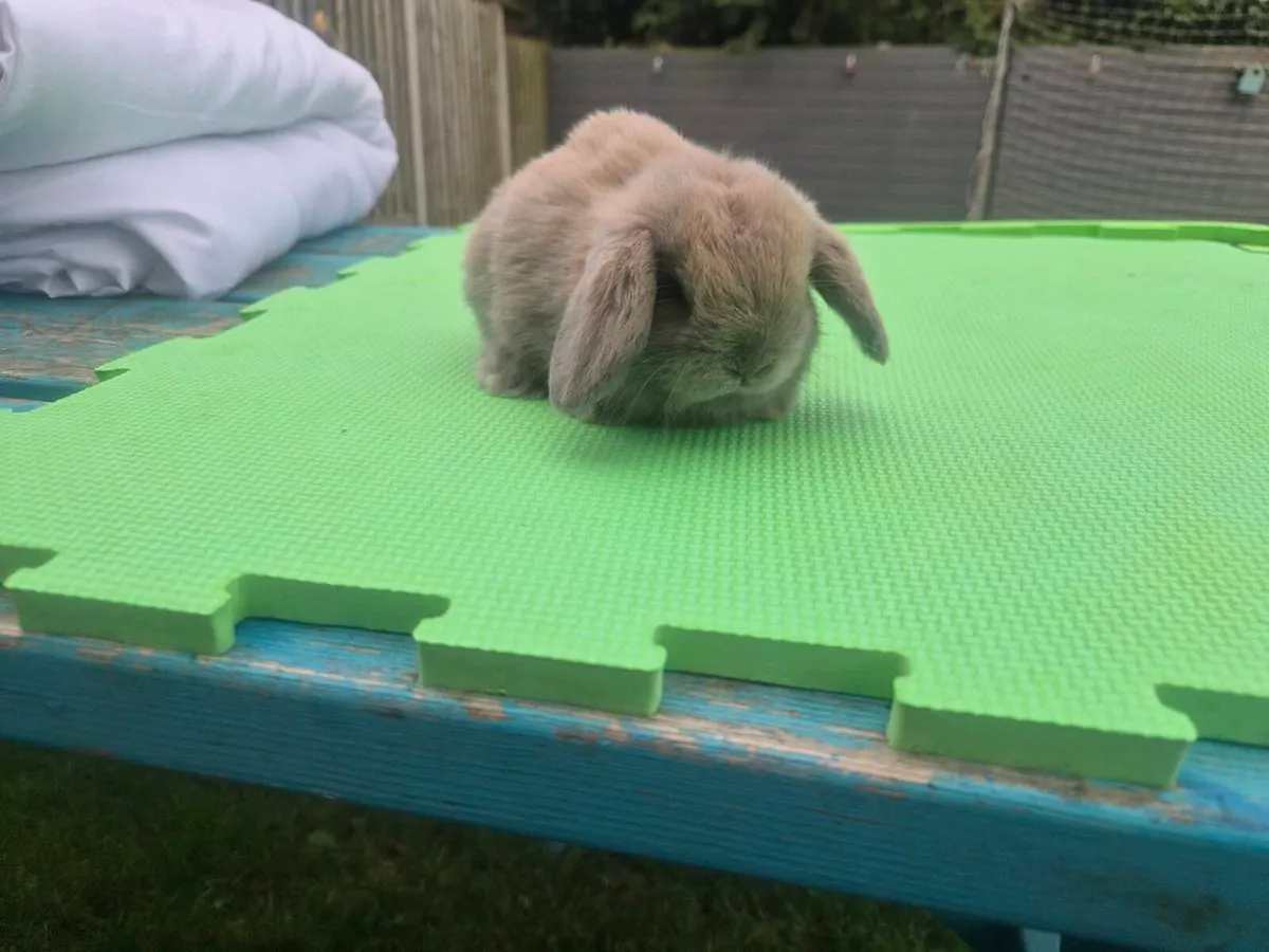 Mini lob rabbits - Image 1