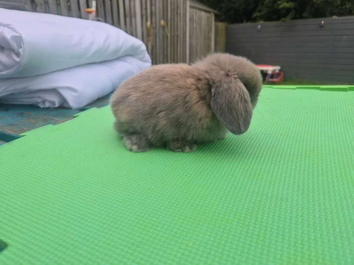 Mini lob rabbits - Image 2
